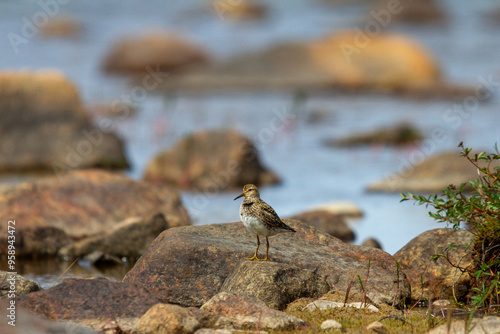 Single pectoral sandpiper (Calidris melanotos) standing on a rock in the arctic tundra, Arviat, Nunavut, Canada photo