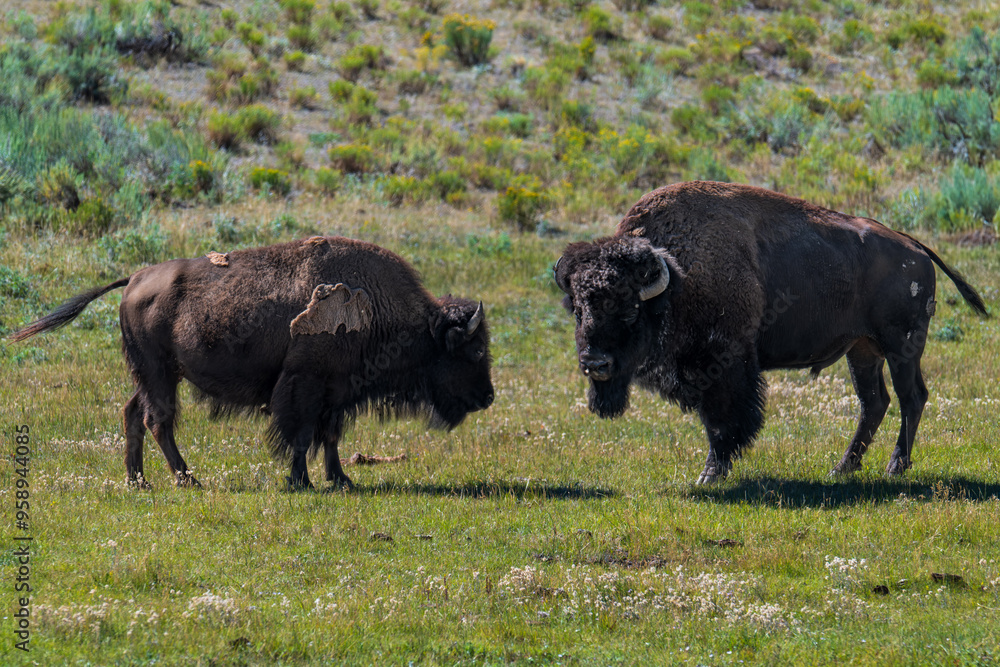 Buffalo in the field Buffalo in the field