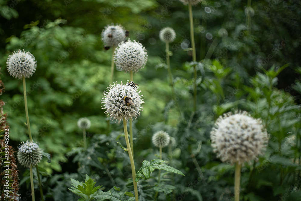 ball shaped flowers in grass with bumblebee ball shaped flowers in grass with bumblebee
