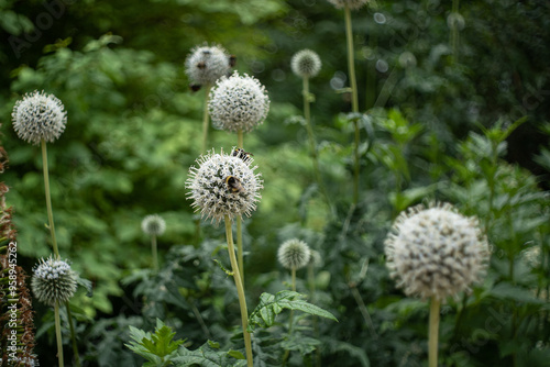 ball shaped flowers in grass with bumblebee