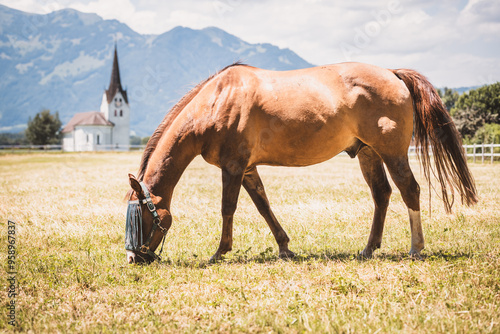 Grasendes Pferd photo