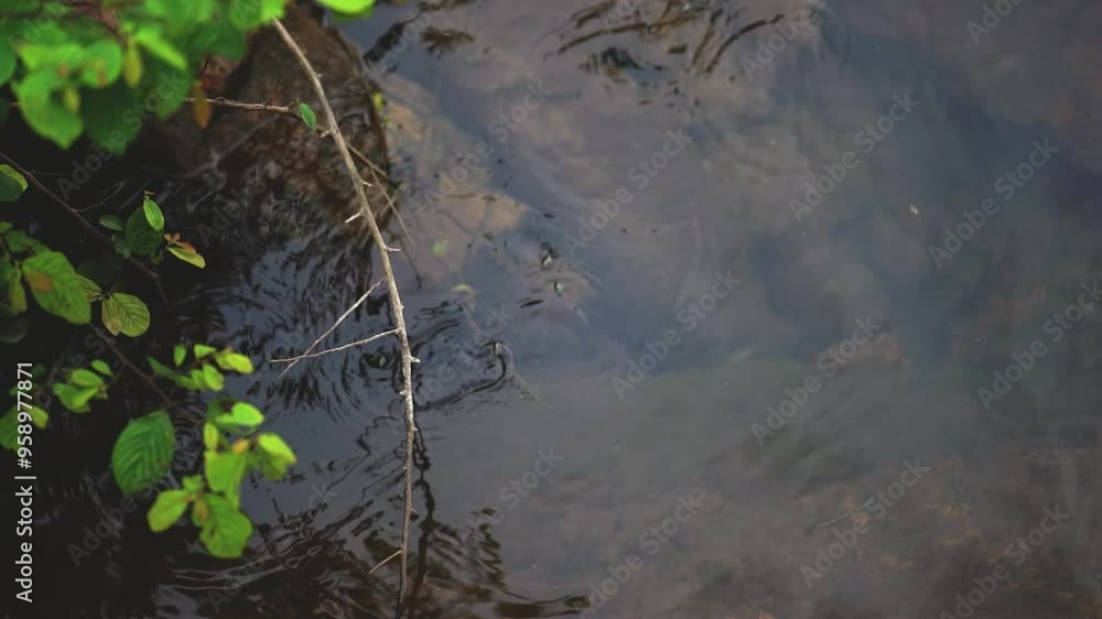Tranquil River Surface with Rippling Water and Green Foliage, Peaceful Stream with Ripples and Vibrant Leaves in Nature, Close-up of Natural River Ripples and Fresh Greenery Stock Video. Tranquil River Surface with Rippling Water and Green Foliage, Peaceful Stream with Ripples and Vibrant Leaves in Nature, Close-up of Natural River Ripples and Fresh Greenery Stock Video.
