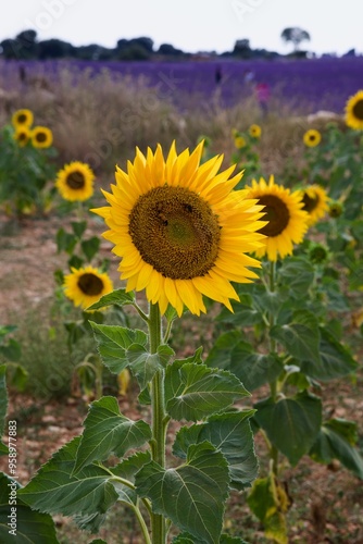 field of sunflowers