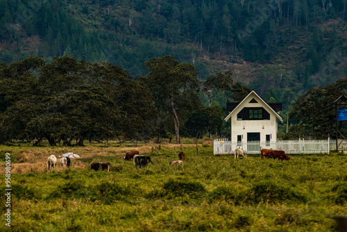 CASA DE CAMPO EN MEDIO DE LA SELVA GANADO VACAS MONTAÑAS OXAPAMPAA