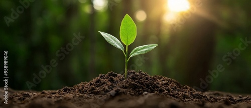 New sapling growing in a forest, symbolizing renewal and growth photo