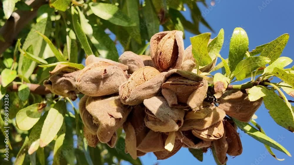 Arbol almendro con almendras