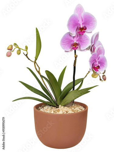 Purple colour Orchid in a pot on a white background tope viev