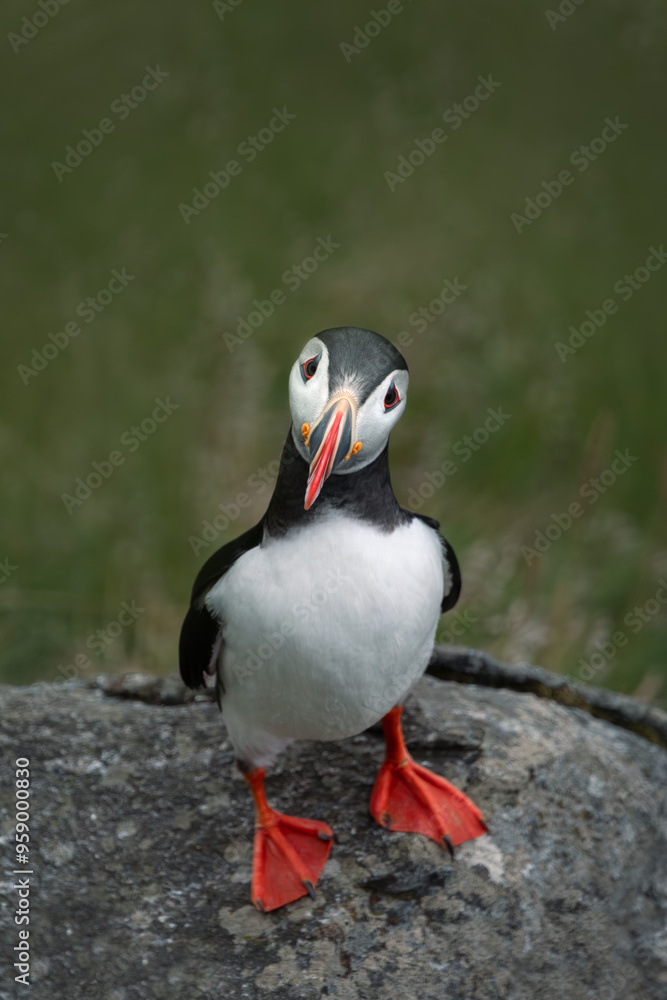 Naklejka premium Portrait of a puffin sitting on a rock