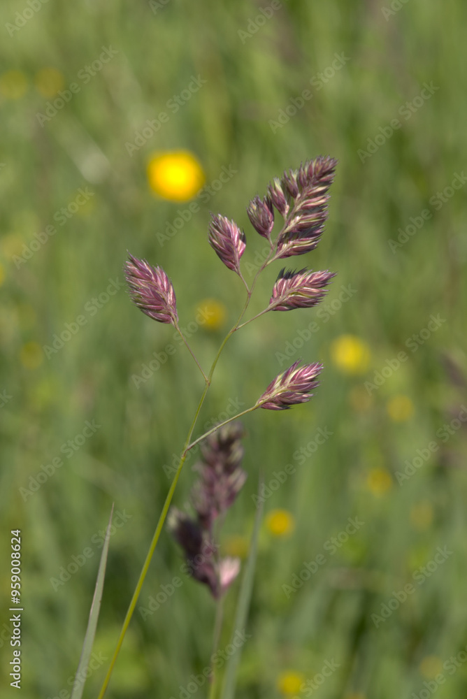 Grass seeds in a wildflower meadow, taken near Salisbury, England. Grass seeds in a wildflower meadow, taken near Salisbury, England.