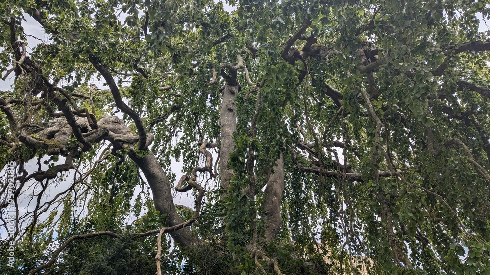 Fototapeta premium English Weeping Willow Tree