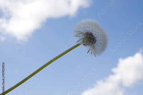 Dandelion seed head against the blue sky with white clouds. Beautiful dandelion, ready to fly