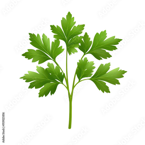 Fresh green parsley leaf branch isolated on a white background, perfect for culinary and herbal illustrations.