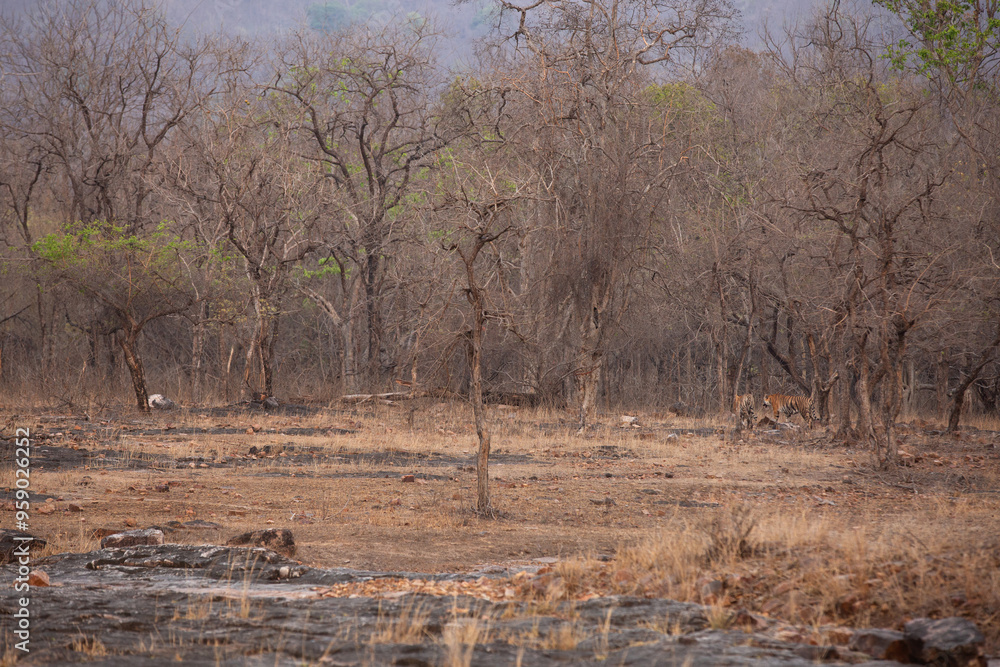 Tigers walking in its habitat at Panna Tiger Reserve, Madhya pradesh, India Tigers walking in its habitat at Panna Tiger Reserve, Madhya pradesh, India