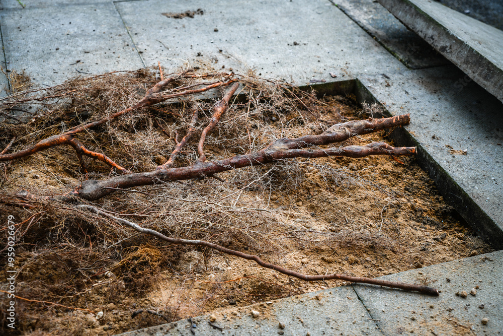Fototapeta premium Growing roots of a tree destroying a pavement walkway close up