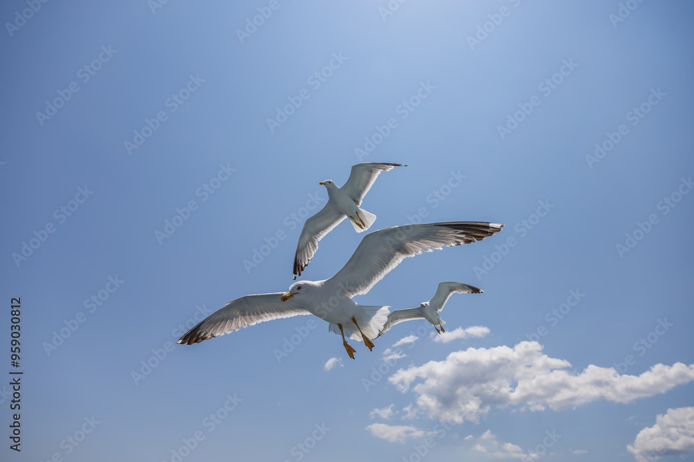 Fototapeta premium Seagull - Larus marinus flies through the air with outstretched wings. Blue sky. The harbor in the background.