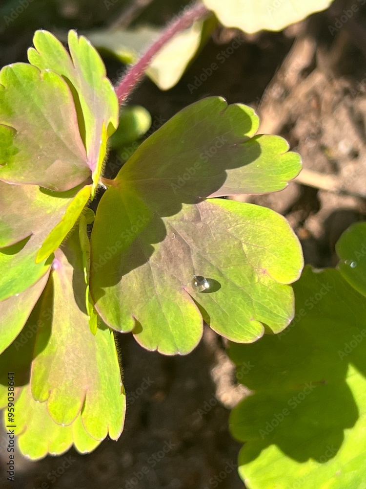 close up of a green leaf with a waterdrop close up of a green leaf with a waterdrop