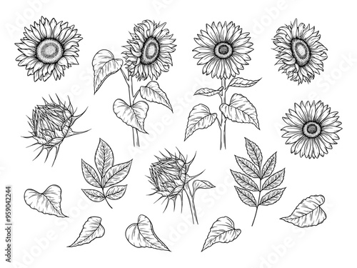 Vector sunflowers and autumn leaves illustrations set in line art style. Graphic monochrome drawing. Hand drawn floral outline sketch, engraved illustration. For coloring book, tattoo, logo, icon.