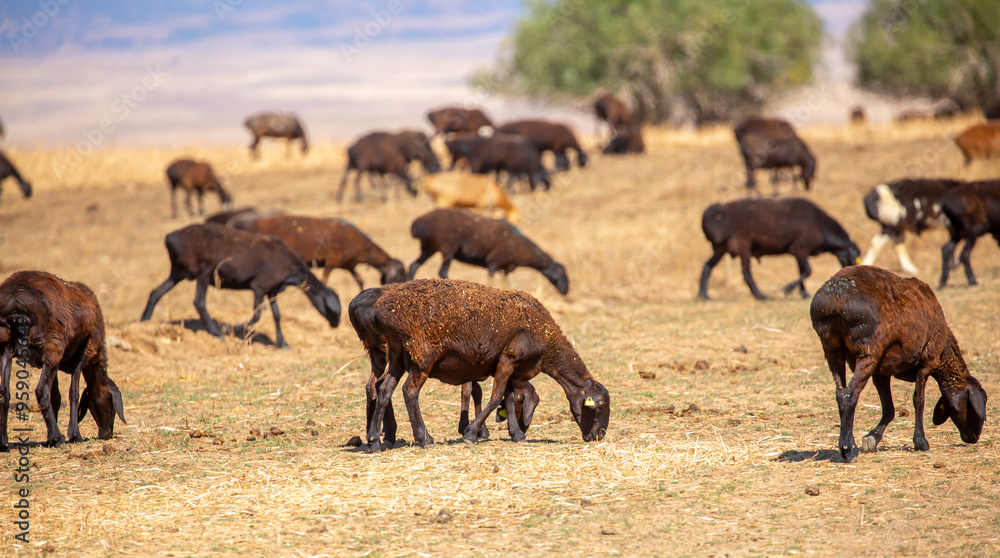Rams and lambs graze in a meadow. Cattle grazing. A flock of rams walks across an autumn field in search of grass. sheep Rams and lambs graze in a meadow. Cattle grazing. A flock of rams walks across an autumn field in search of grass. sheep