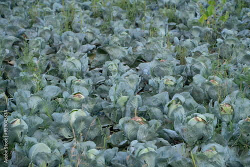 lot of green cabbage on the land