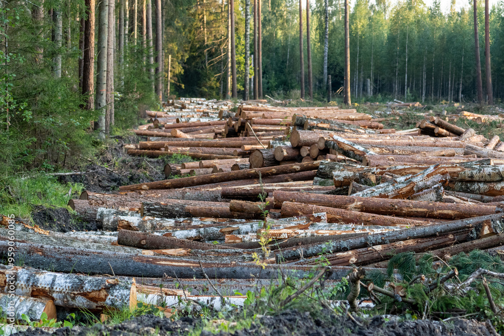 Cut down pine trees. Landscape of cut down trees in the forest. Cut down pine trees. Landscape of cut down trees in the forest.