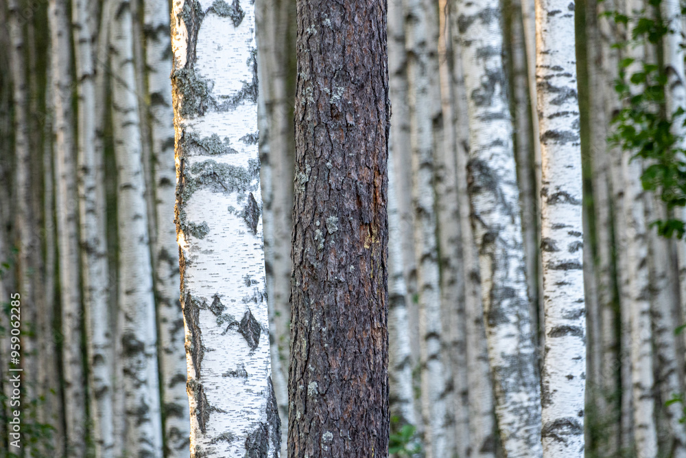 Fototapeta premium White Birch Forest in Summer, Betula pendula (Silver Birch). Dense forest. White birch trees in row.