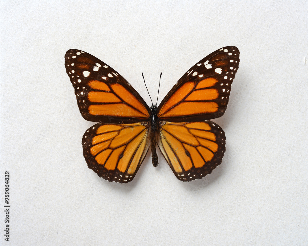 Obraz premium Butterfly Danaus plexippus on a white background