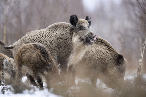 Wallpaper Mural Wild boar close up ( Sus scrofa ) Torontodigital.ca