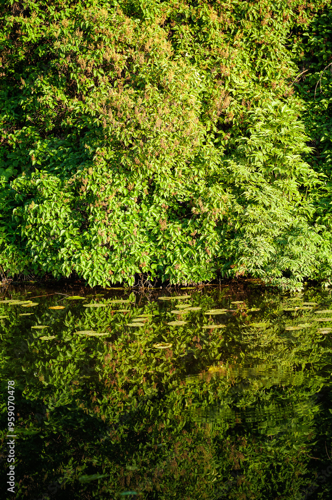 Lush greenery reflects vividly in the calm water of a pond Lush greenery reflects vividly in the calm water of a pond