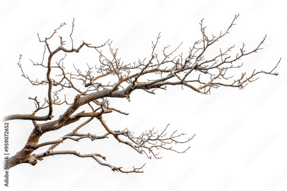 A bare tree stands alone against a bright white sky with no leaves A bare tree stands alone against a bright white sky with no leaves