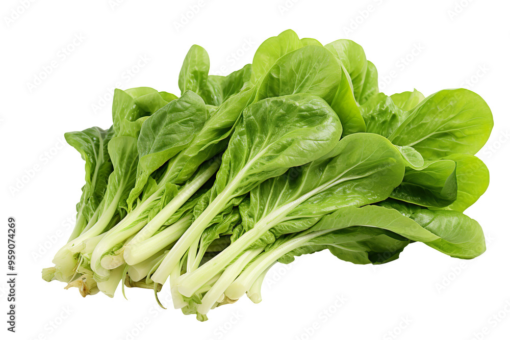 Bok choy vegetable isolated on clear white and transparent background Bok choy vegetable isolated on clear white and transparent background