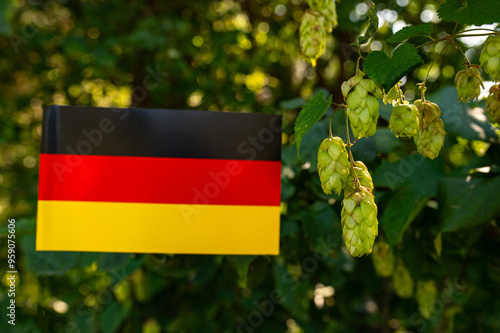 Green fresh Hop blossoms and leaves growing in hop yard. Hop field landscape in sunny bokeh. Green fresh Hops plant growing in Bavaria Countryside Germany photo