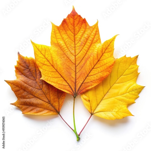 A cluster of autumn leaves showcasing vibrant colors in standard scale. Generative AI