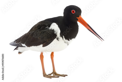 Majestic oystercatcher bird isolated on transparent white background in HD