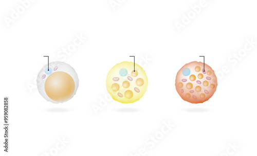 Types of Fat Cells. Adipocytes. Brown, Beige, and White fat cells. Lipid droplets. Vector illustration.	