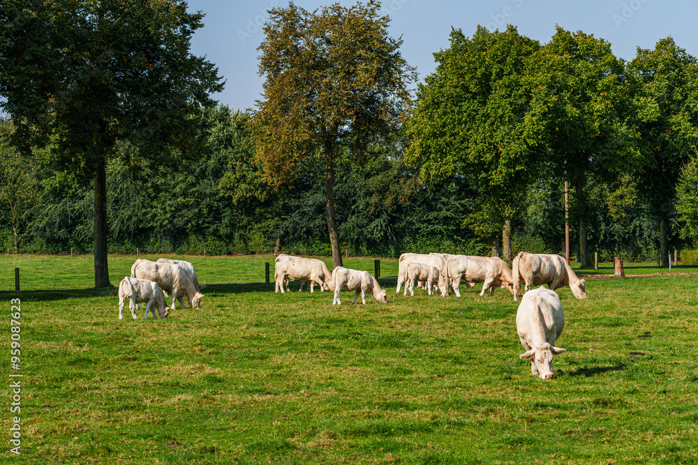 Kühe im westlichen Münsterland Kühe im westlichen Münsterland