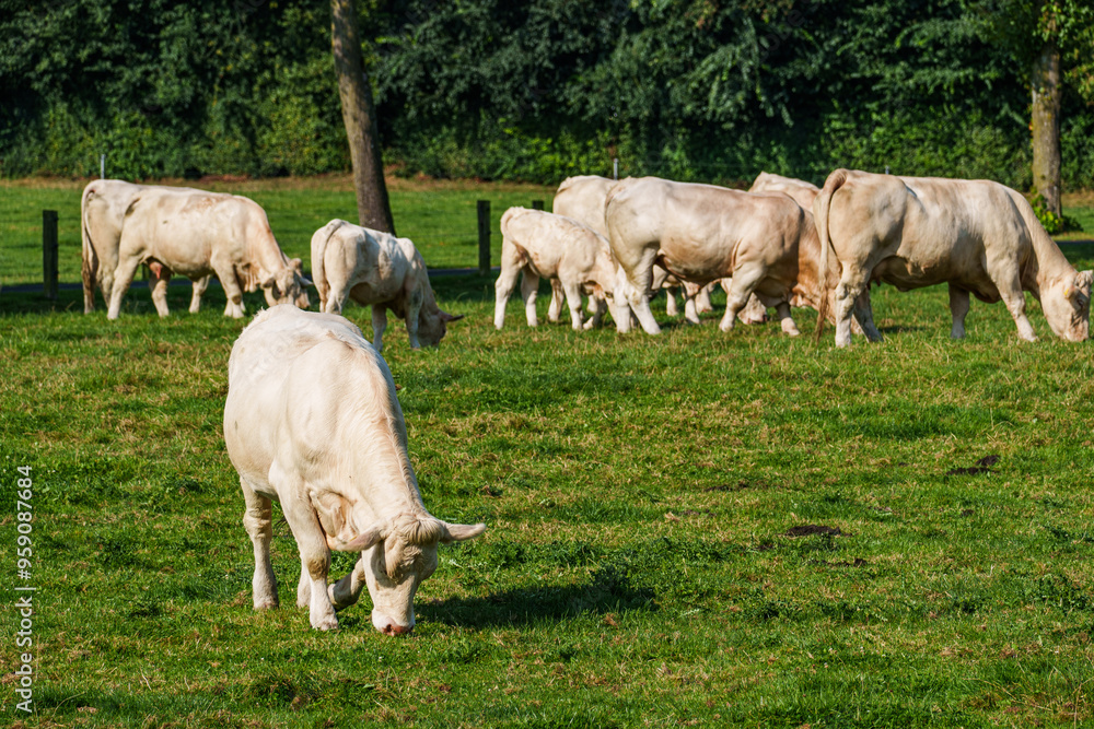Kühe im westlichen Münsterland Kühe im westlichen Münsterland
