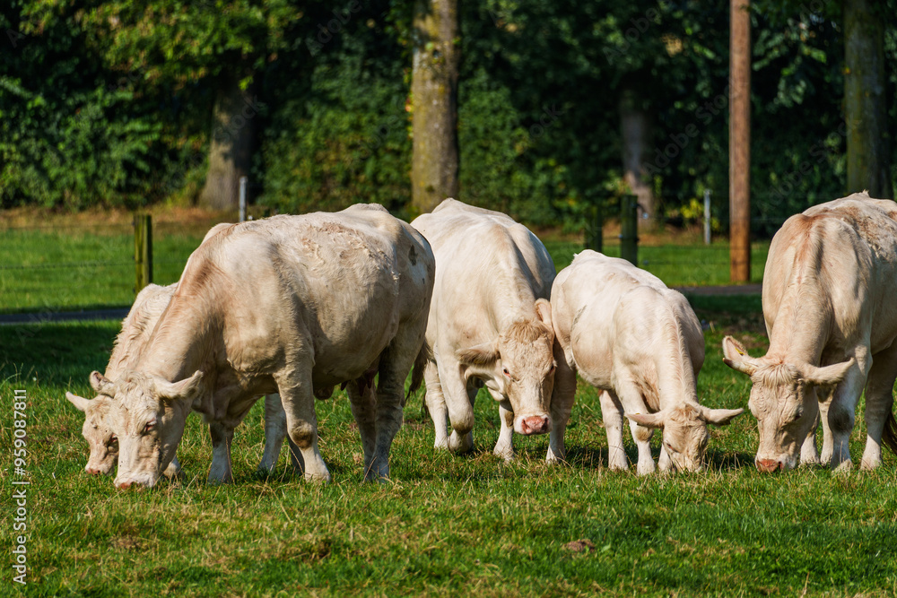 Kühe im westlichen Münsterland Kühe im westlichen Münsterland