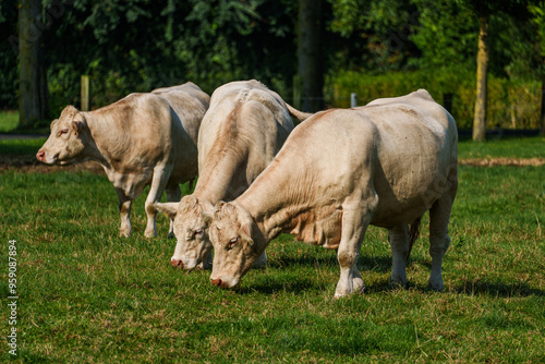 Kühe im westlichen Münsterland