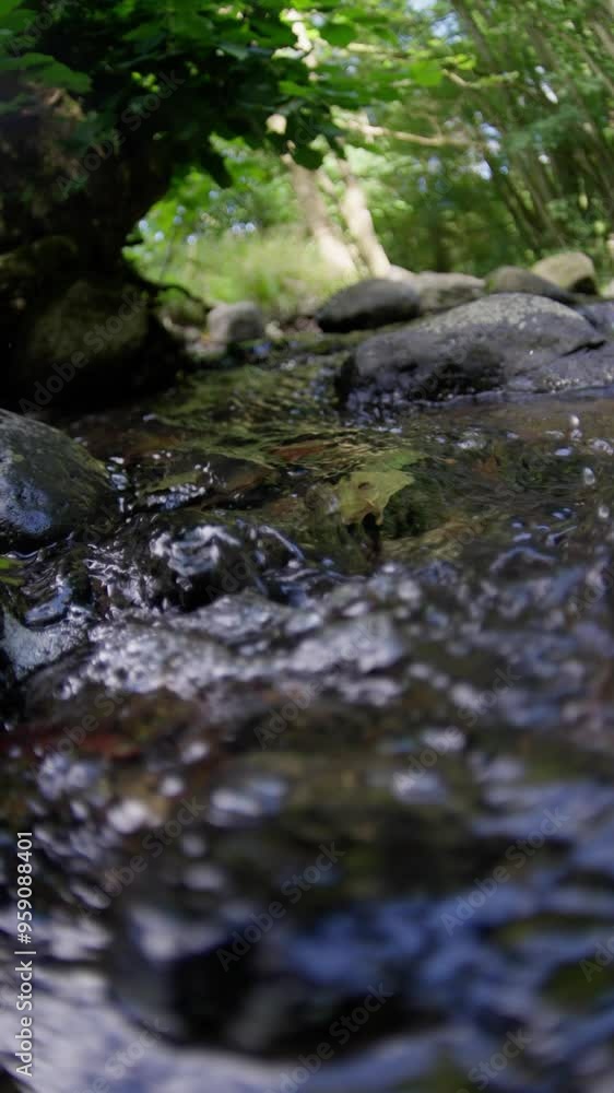 A Serene and Calm Stream that is Surrounded by Lush Greenery in a Tranquil Forest Setting A Serene and Calm Stream that is Surrounded by Lush Greenery in a Tranquil Forest Setting