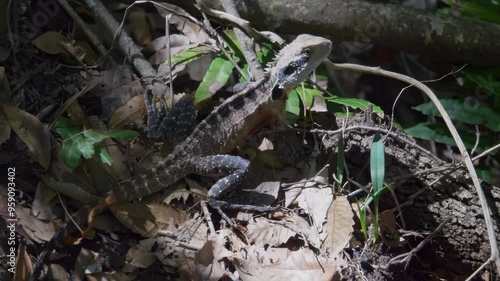 Australian water dragon Intellagama lesueurii in its natural habitat. photo