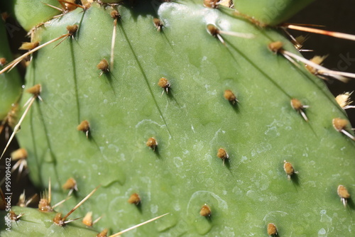 kaktus opuncja opuntia humifusa zółty