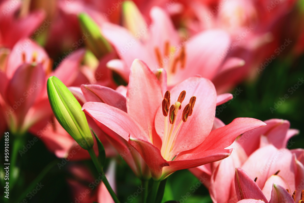 Fototapeta premium blooming Mid-century Lily or Species Lilium or Morning Star Lily or Salisbury's Lily flowers growing in garden 