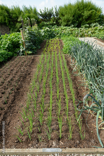 rows of newly planted vegetables in a Kitchen Garden in Cornwall, UK