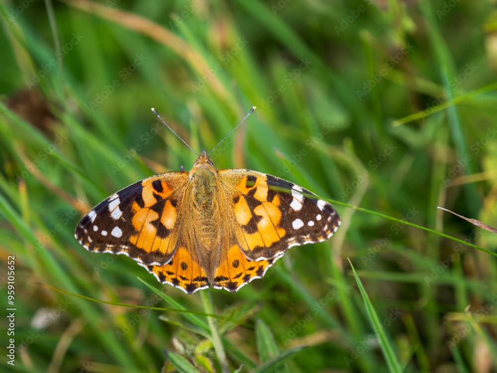 Painted Lady Butterfly Resting Wings Open Painted Lady Butterfly Resting Wings Open