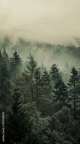 A misty forest with tall evergreen trees and fog rolling over the hills.