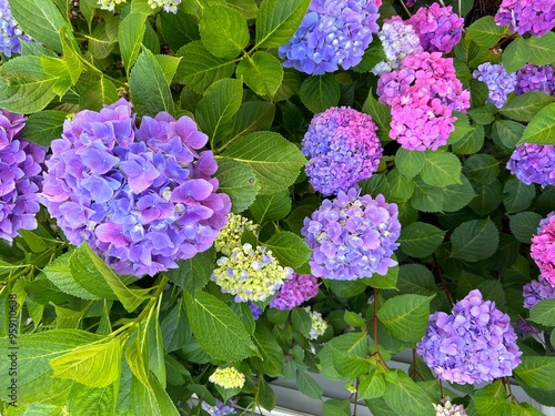 Cuadro en lienzo Pink and Purple Hydrangeas  in the garden