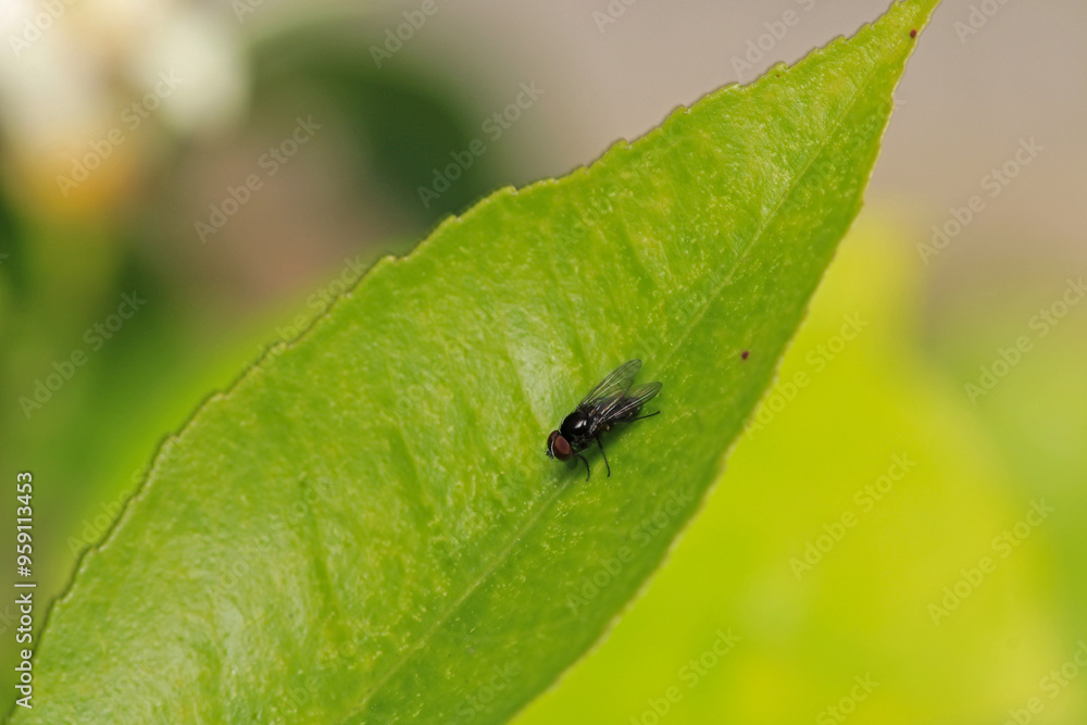 macro photo of housefly facing back macro photo of housefly facing back