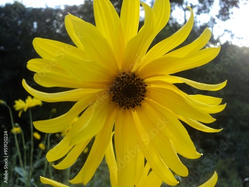 yellow flower on the field