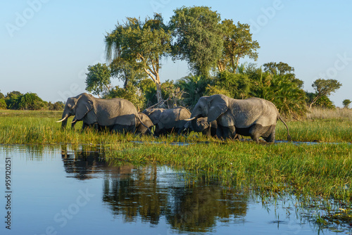 Elephants crossing the okavango delta, Botswana