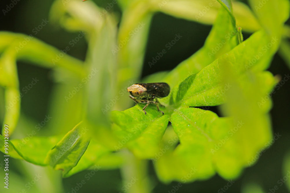 natural Passionvine hopper insect macro photo natural Passionvine hopper insect macro photo